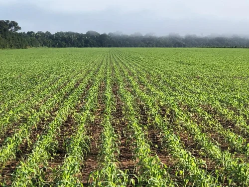Falta de plano de manejo paralisa economia e ameaça segurança alimentar no Tocantins