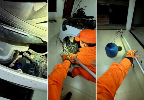 Bombeiros resgatam jiboia encontrada em motor de carro no Tocantins