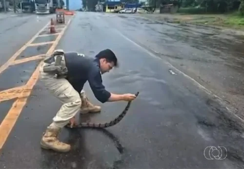 Mais de 700 animais são atropelados em rodovias federais do Tocantins em 5 anos